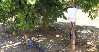 Monitorización del riego en naranjos (Alcanar)