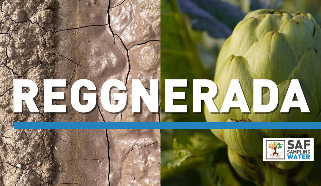 💧 Proyecto REGGENERADA | Hacia una alcachofa más eficiente y sostenible en el Baix Llobregat